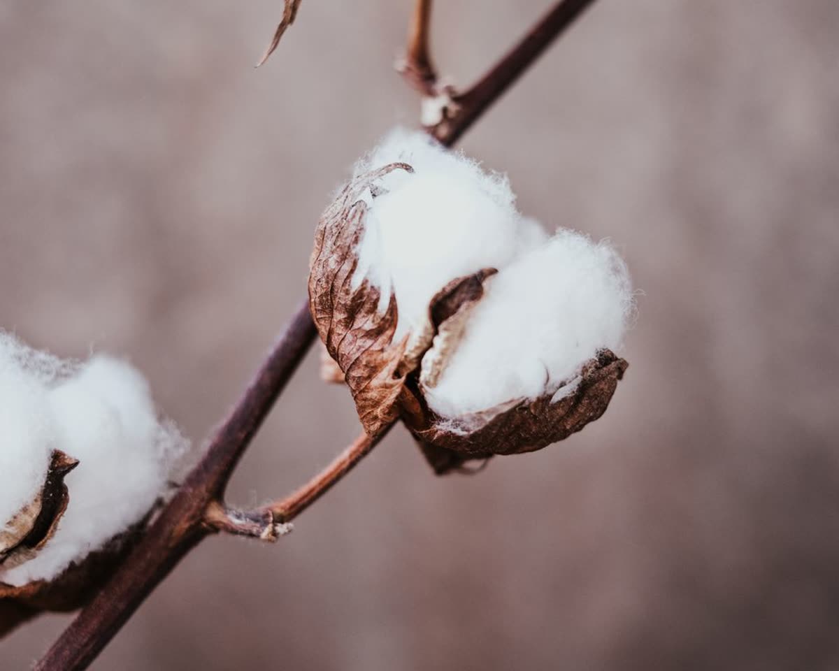 Raw cotton bolls on the branch, the starting fibre of the textile chain